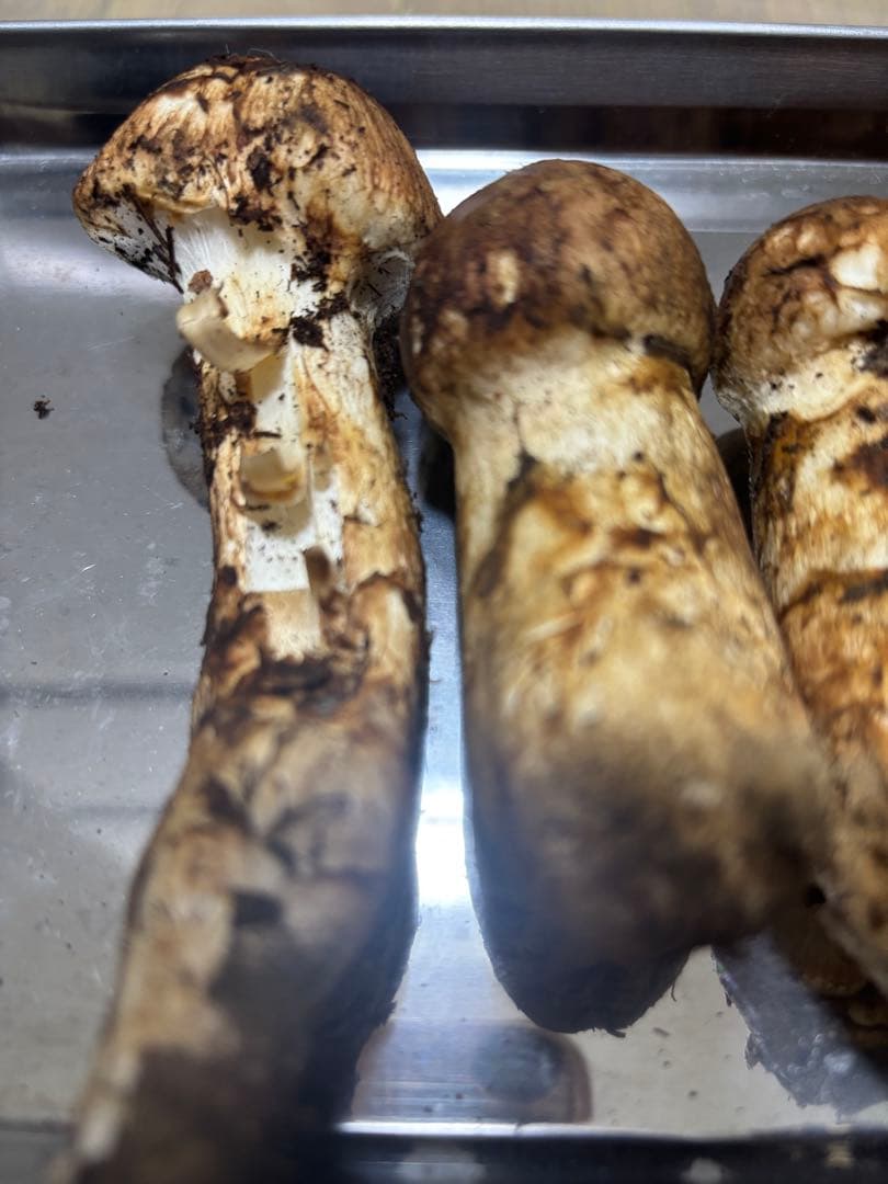 岩手県産マツタケ170g