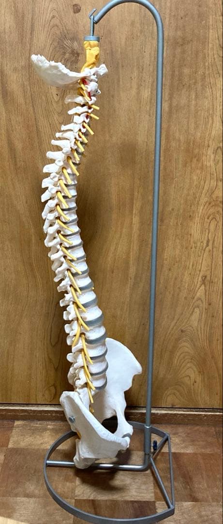ドイツソムソ社製の脊椎（脊柱）骨格模型　日本カイロプラクティック連合会推奨