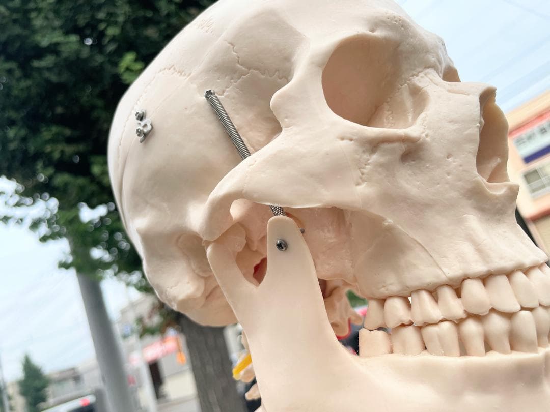 札幌市引取限定。等身大 骨格標本　骸骨模型　180cm　人体模型