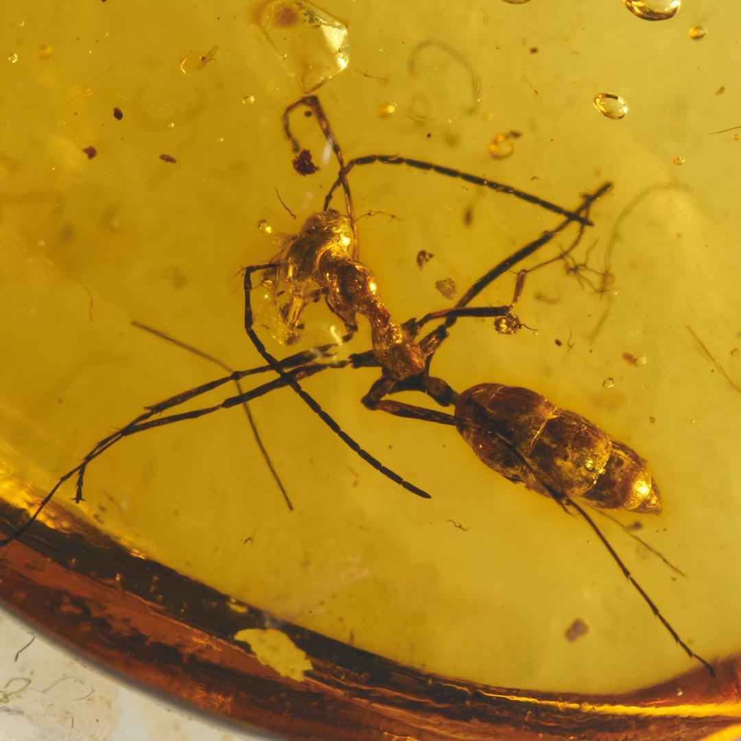 レア極上品 PA0022 虫入り琥珀化石ミャンマーカムティかタナイ9900万年前