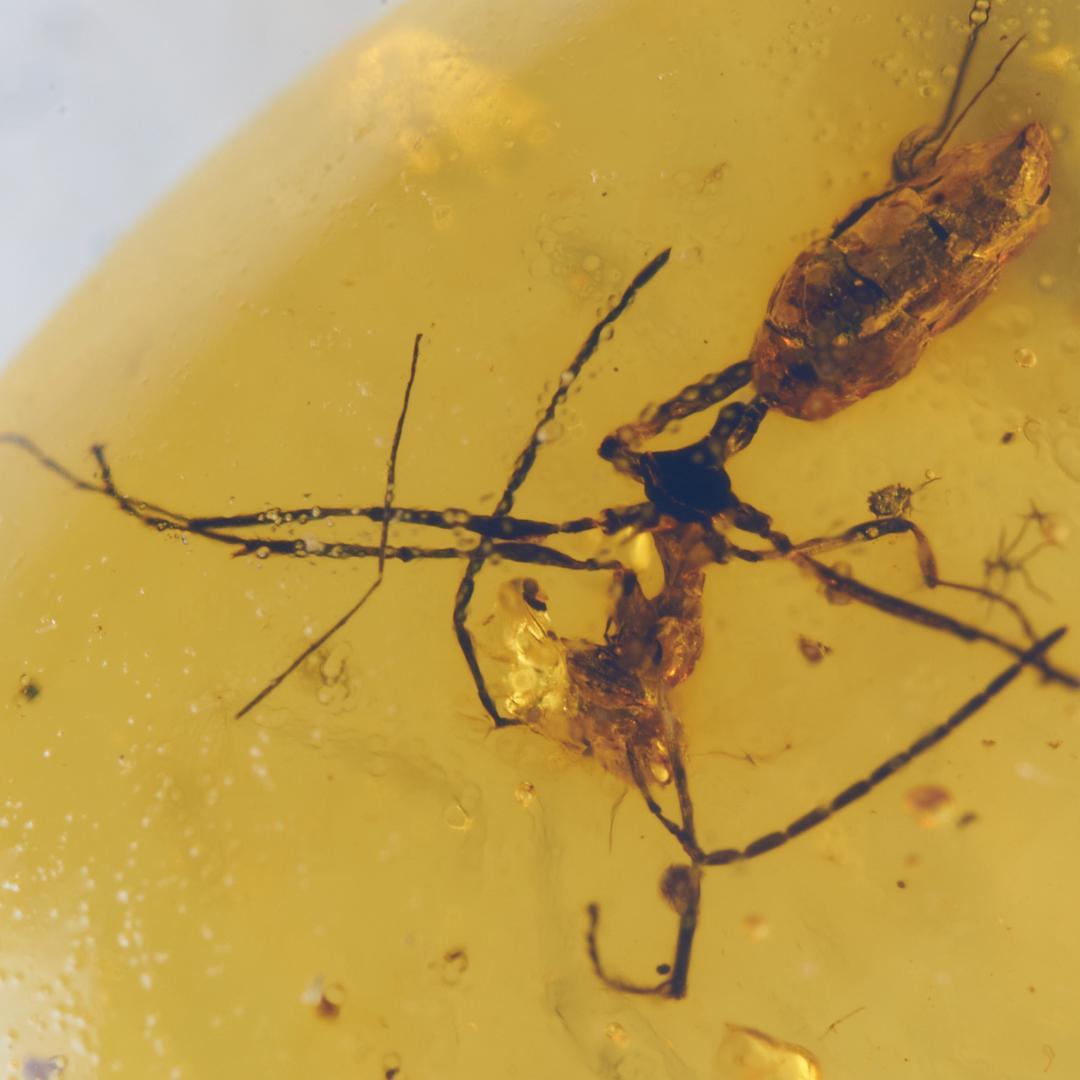 レア極上品 PA0022 虫入り琥珀化石ミャンマーカムティかタナイ9900万年前