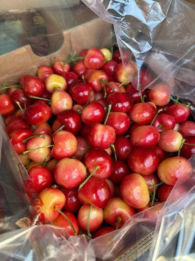 レイニアチェリー2.2kg爆大号高級贈答