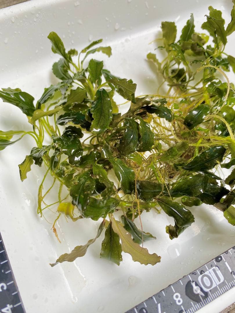 ブセファランドラsp.キールロイヤル 大株