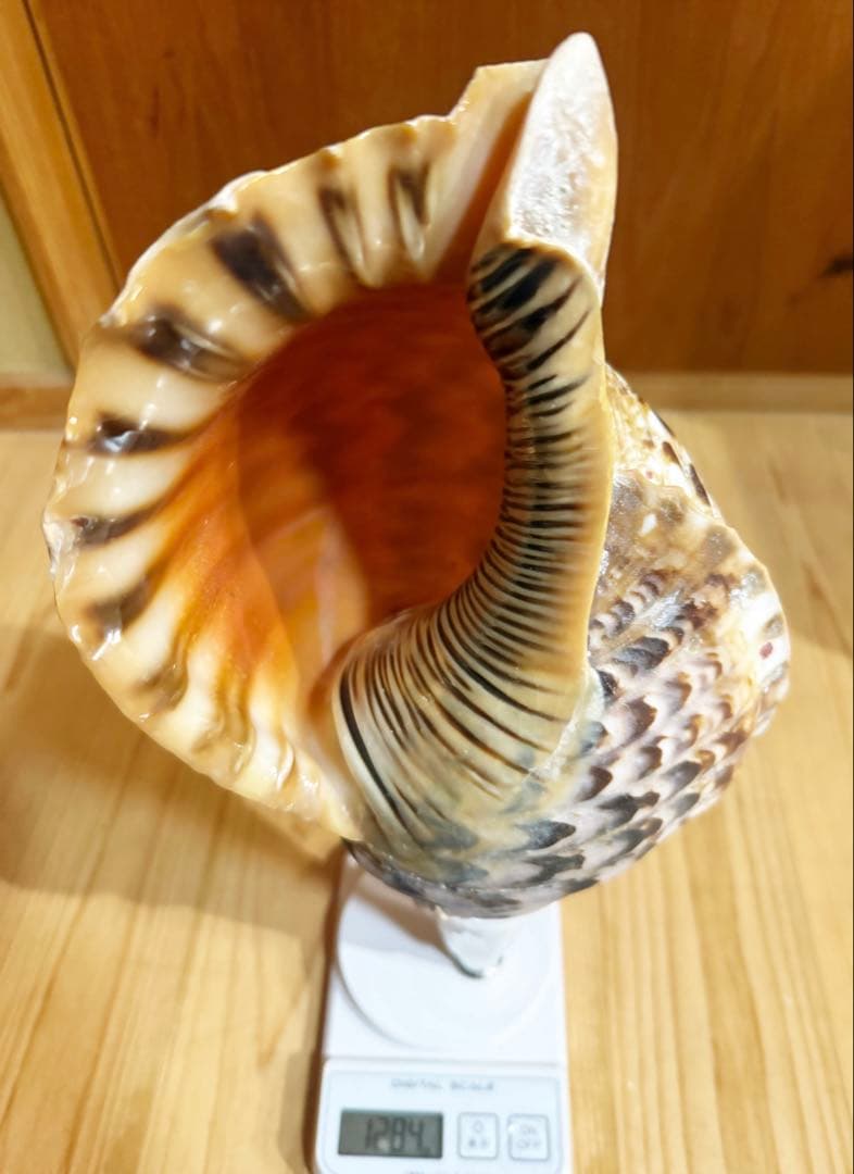 大型肉厚修験道法螺貝39㎝　山伏　密教　熊よけ　魔除け❣️ホラガイ　ほら貝