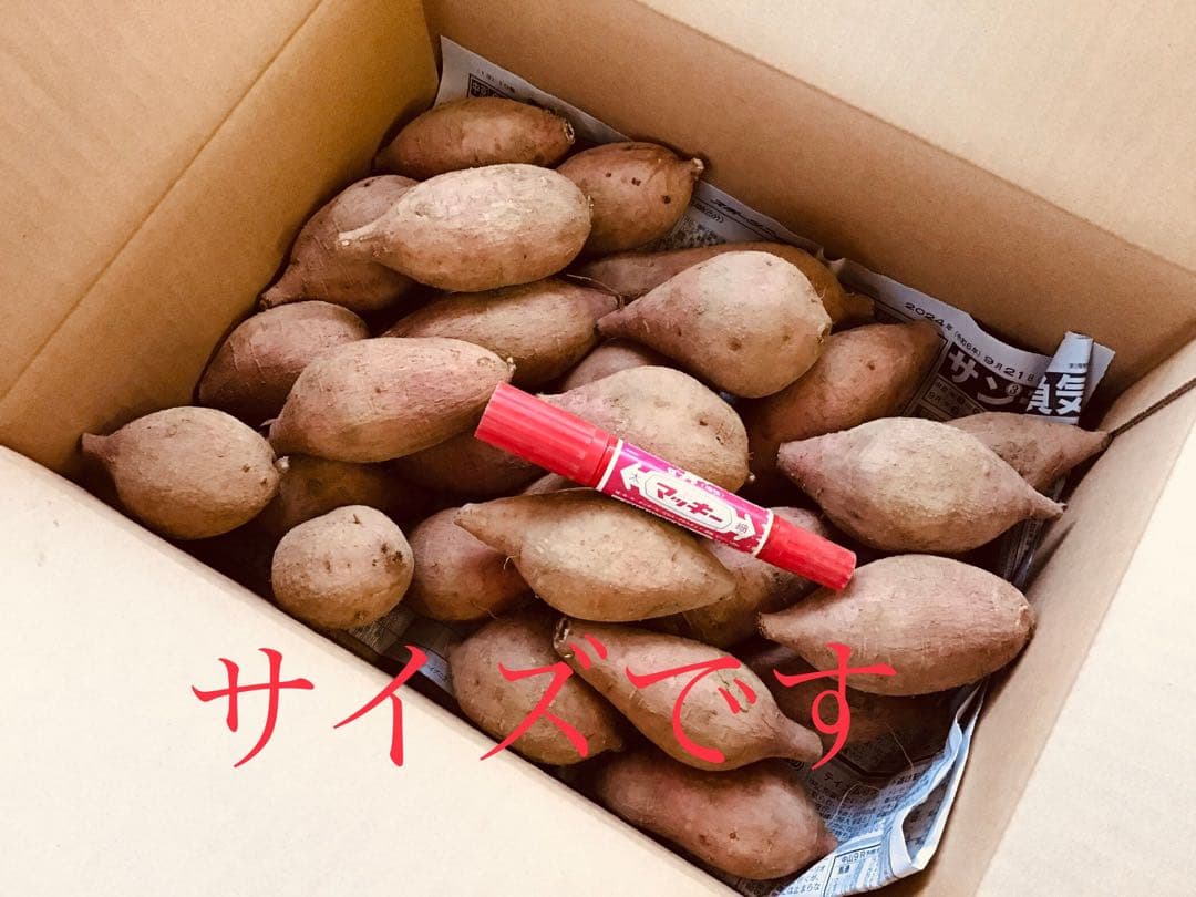 MSサイズ20kgさつまいも種子島産安納芋 焼き芋におやつに　#052