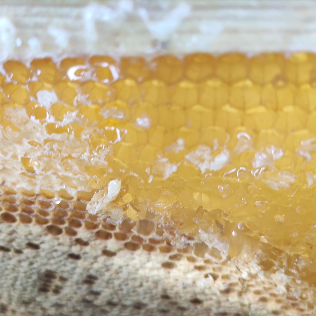 ☀️レンゲ蜂蜜１０本　生はちみつ　非加熱ハチミツ