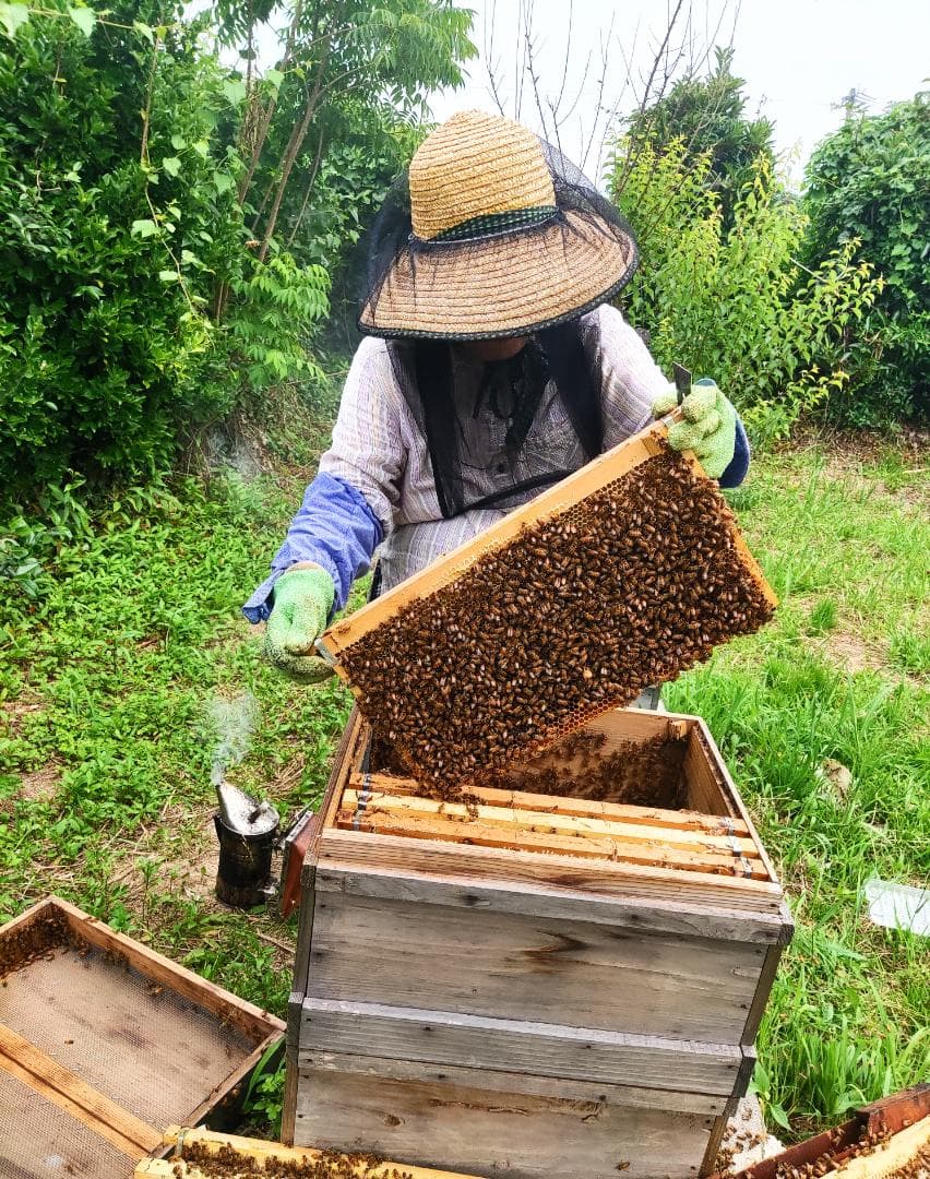 ☀️レンゲ蜂蜜１０本　生はちみつ　非加熱ハチミツ