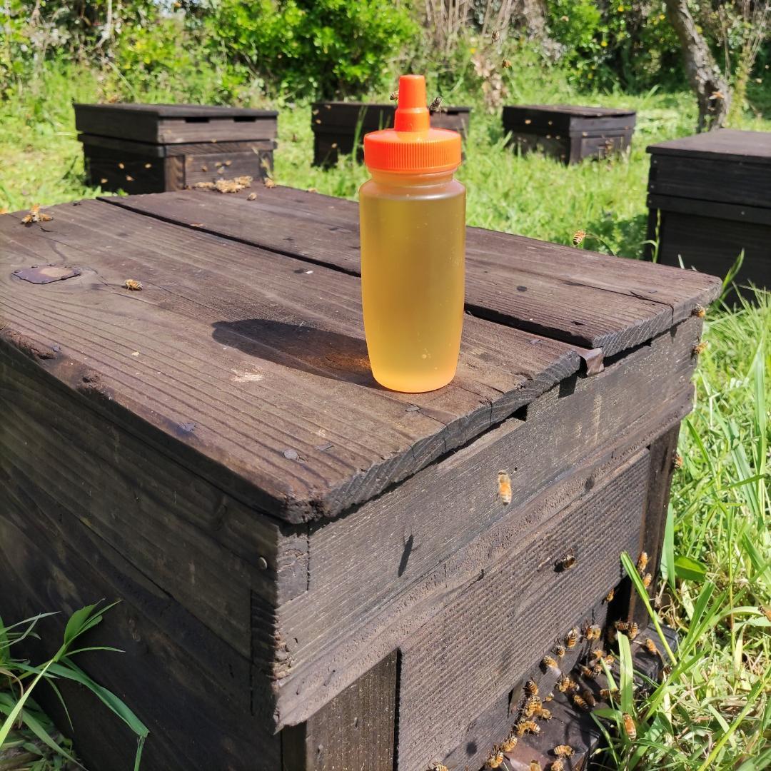 ☀️レンゲ蜂蜜１０本　生はちみつ　非加熱ハチミツ