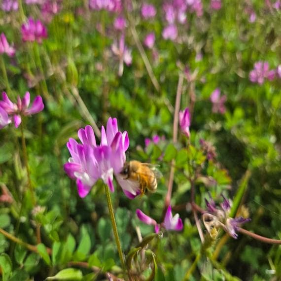 ☀️レンゲ蜂蜜１０本　生はちみつ　非加熱ハチミツ