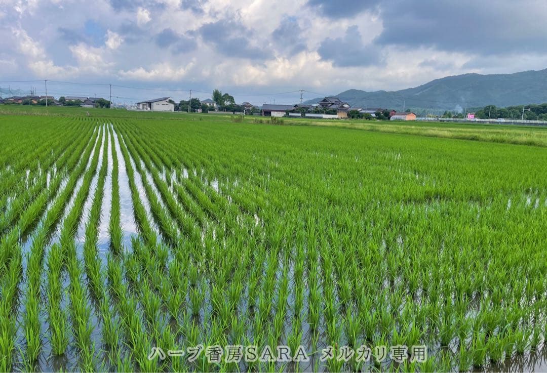 2025年産！九州・福岡県朝倉市産ヒノヒカリ玄米20キロ(農薬不使用・無肥料米)