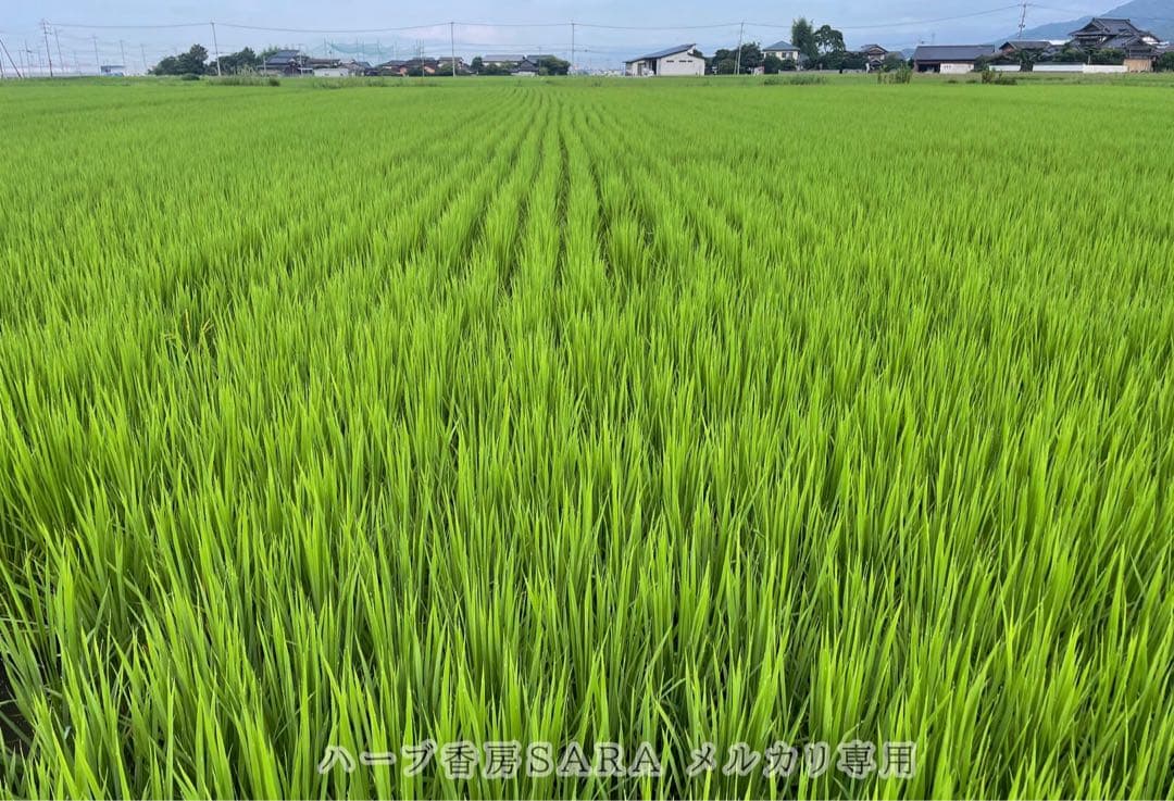 2025年産！九州・福岡県朝倉市産ヒノヒカリ玄米20キロ(農薬不使用・無肥料米)