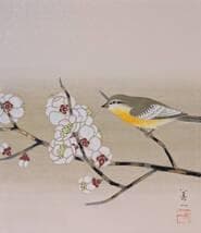 【真作】絵画　高田美一　日本画（色紙）　白梅に小禽図　春を告げる花鳥画　X39