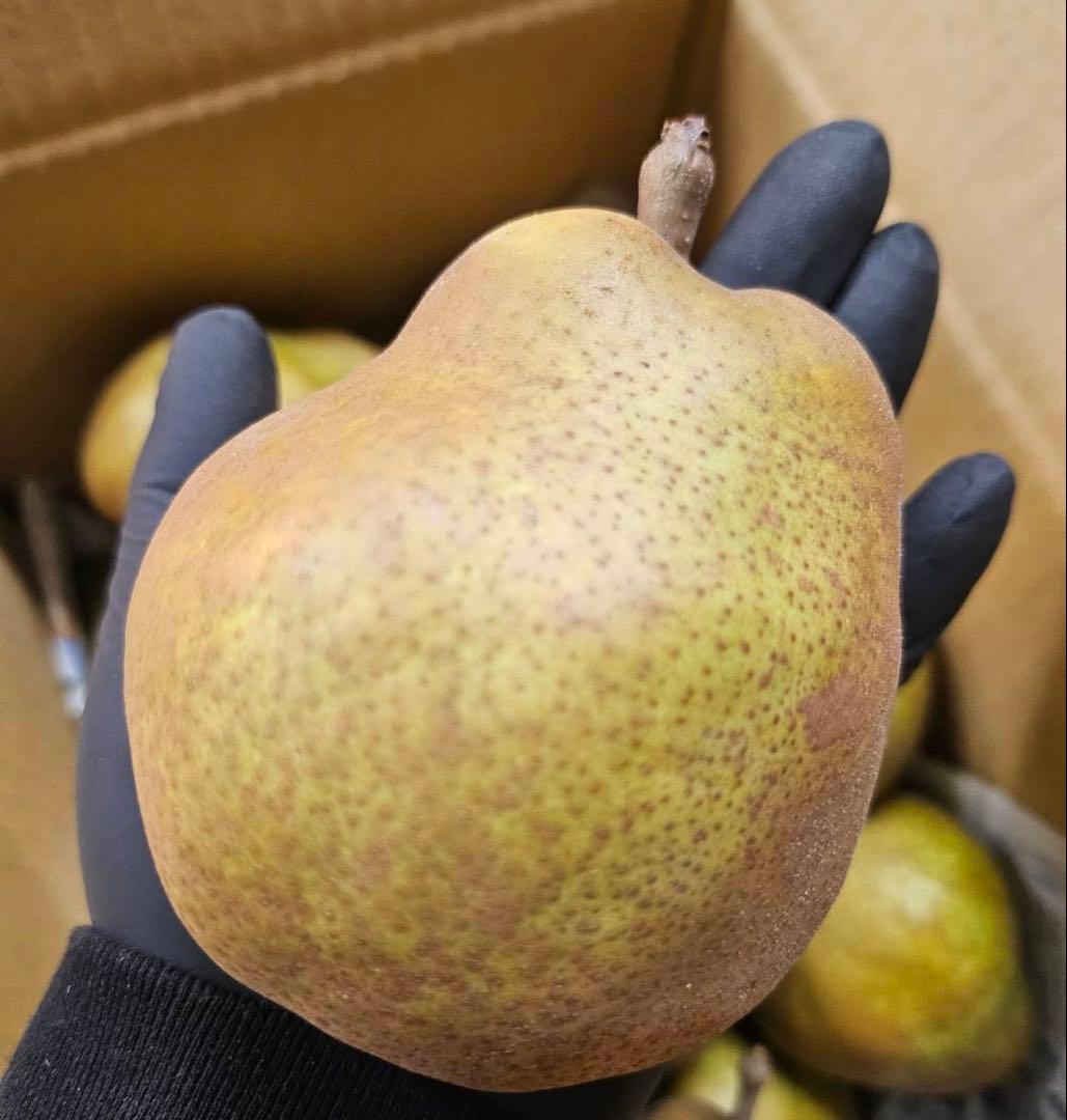 ★ケンさんです★ ラ・フランス　5キロ ✖️4箱 ご家庭用　2L〜4L