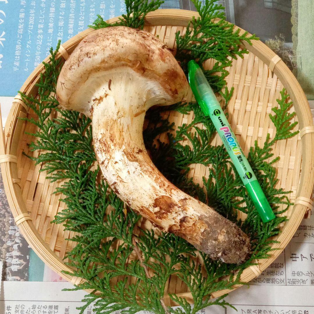 長野県産　松茸　177g