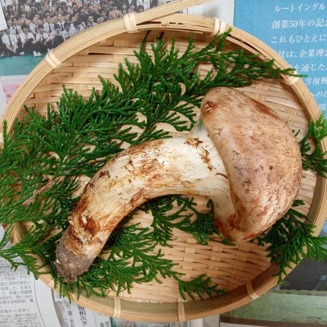 長野県産　松茸　177g