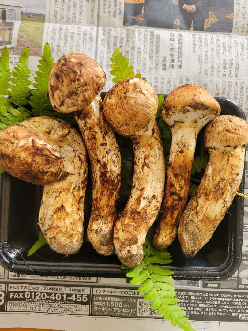 10月17日採り 岩手県岩泉産 松茸 マツタケ 国産 まつたけ