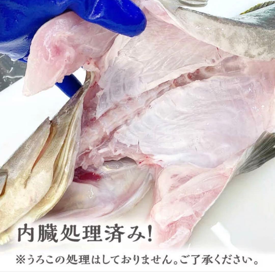 【クエ】活魚を出荷前に〆ます　アラ　長崎県対馬産　3kg前後（内臓除去前）