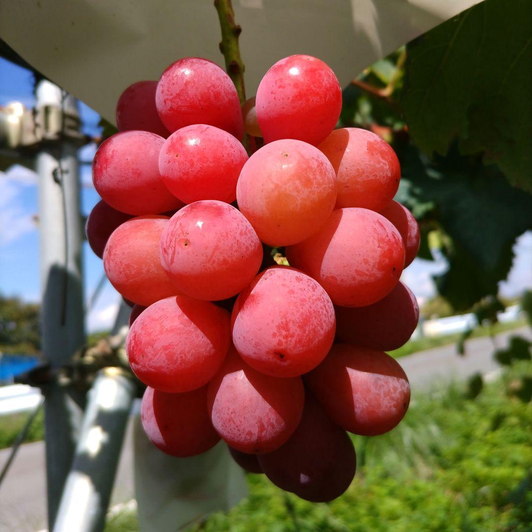 シャインマスカット４キロ、クイーンニーナ１キロ