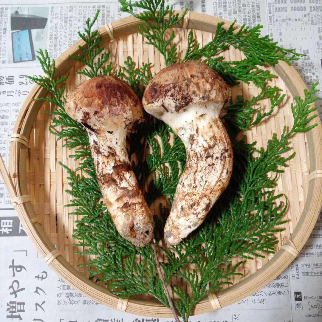 長野県産　松茸　136g　②