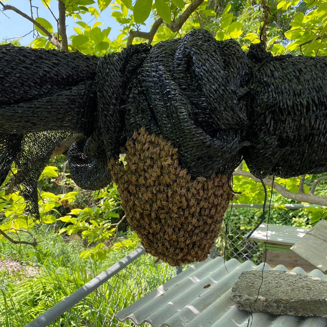 指宿産 日本蜜蜂 百花蜜500g×2本