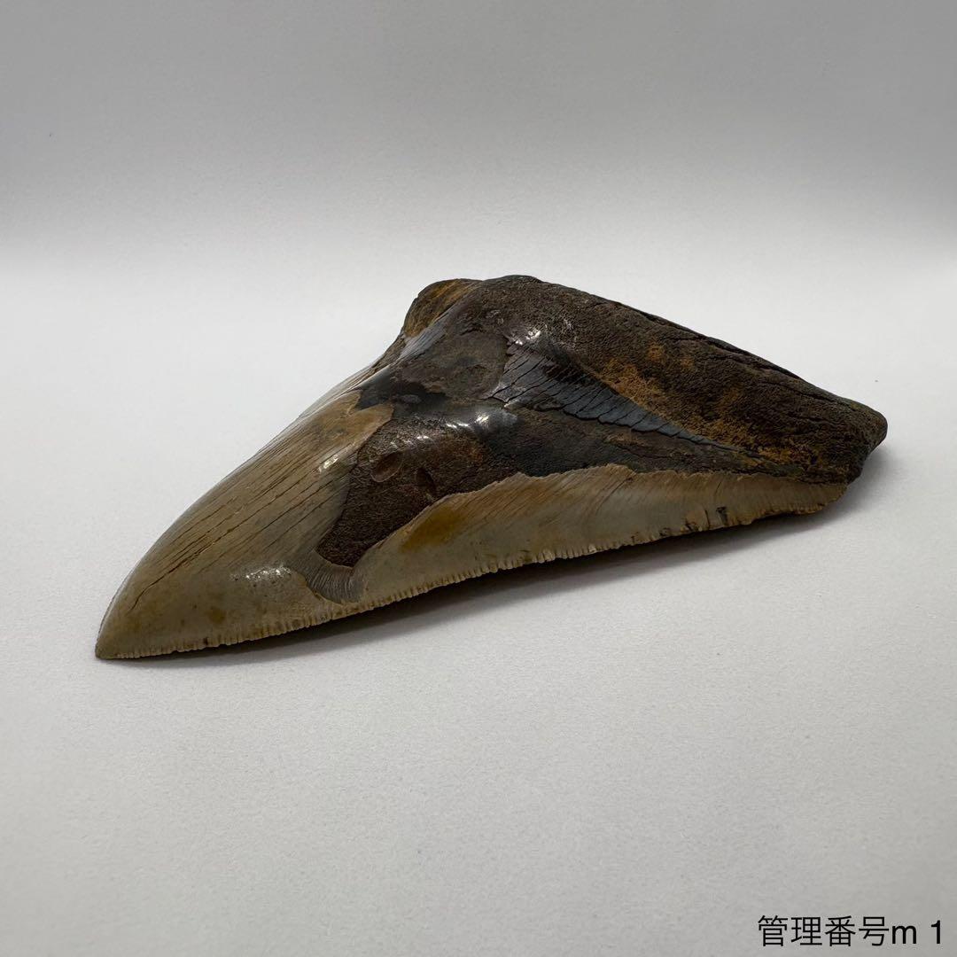 本物　メガロドンの歯　化石　サメ　12cm アメリカ合衆国