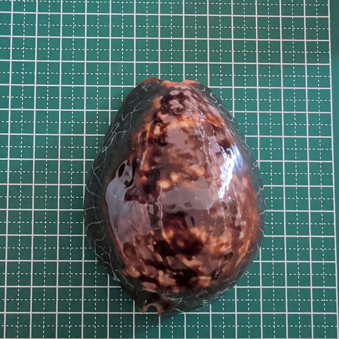 ハチジョウダカラ　７