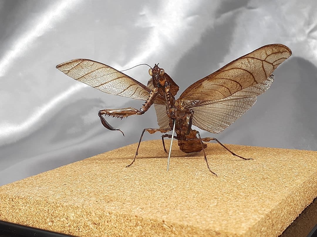 マオウカレハカマキリ雄　立体標本　魔王枯葉