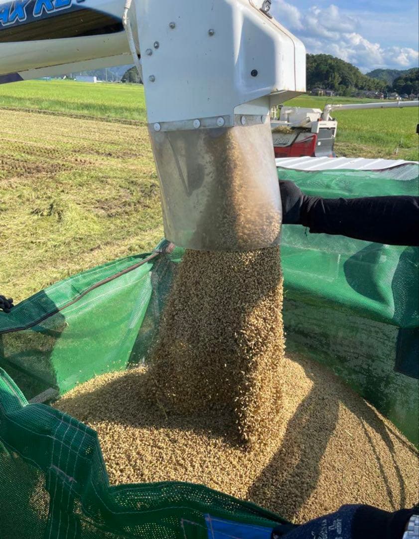 兵庫県産コシヒカリ 白米 10kg コウノトリ米 お米10キロ　②