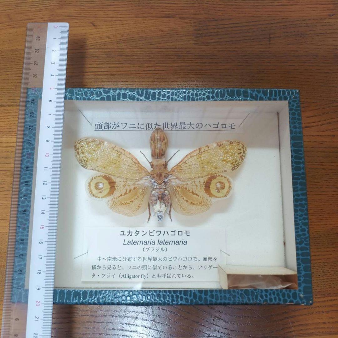 ユカタンビワハゴロモ 標本