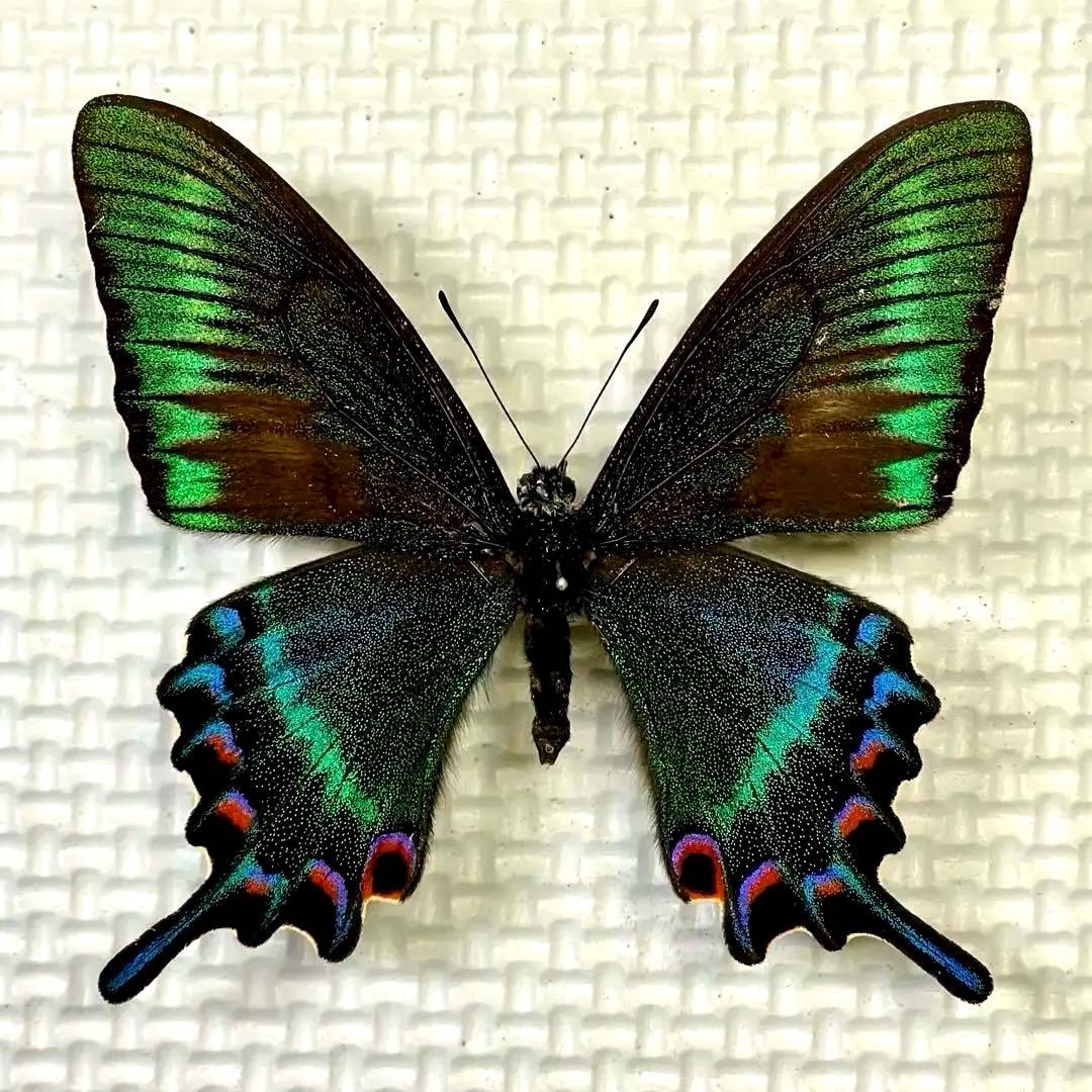 蝶標本　北海道産ミヤマカラスアゲハ春型♂ 採集品　後翅鮮やかな紅色三日月紋　珍品