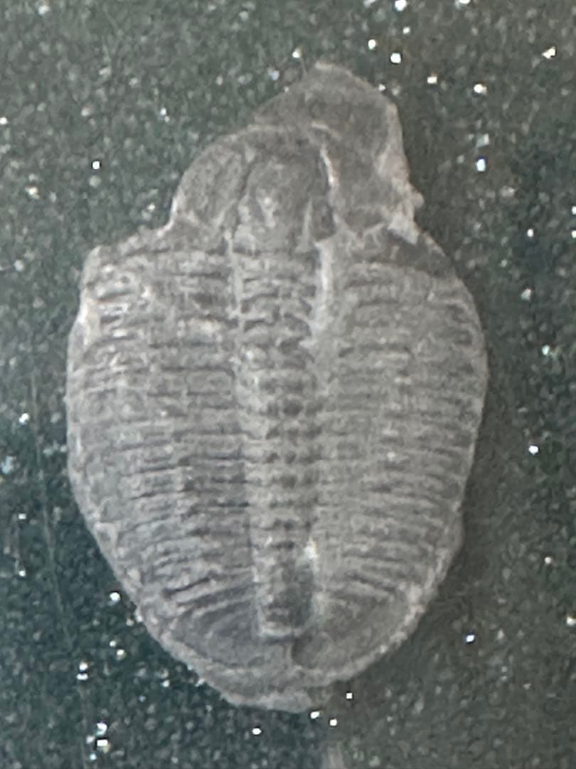 三葉虫　化石　カンブリア紀