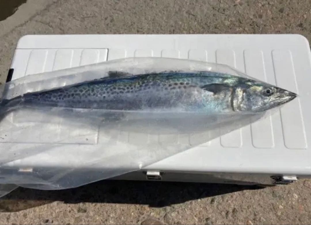 サカナ用ポリ袋 200枚入