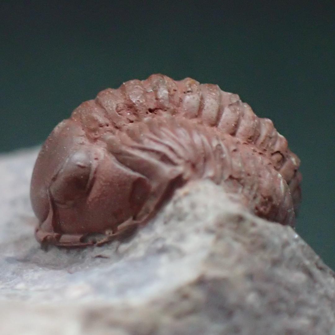 赤い三葉虫の化石 プロエトペルティス モロッコ産 本物保証