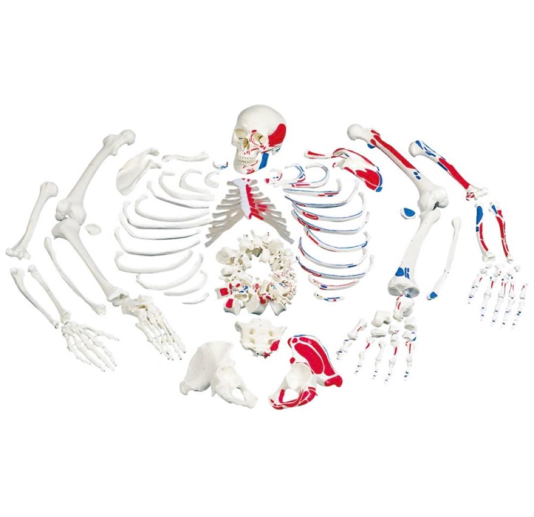 人体模型の骨格分離モデル