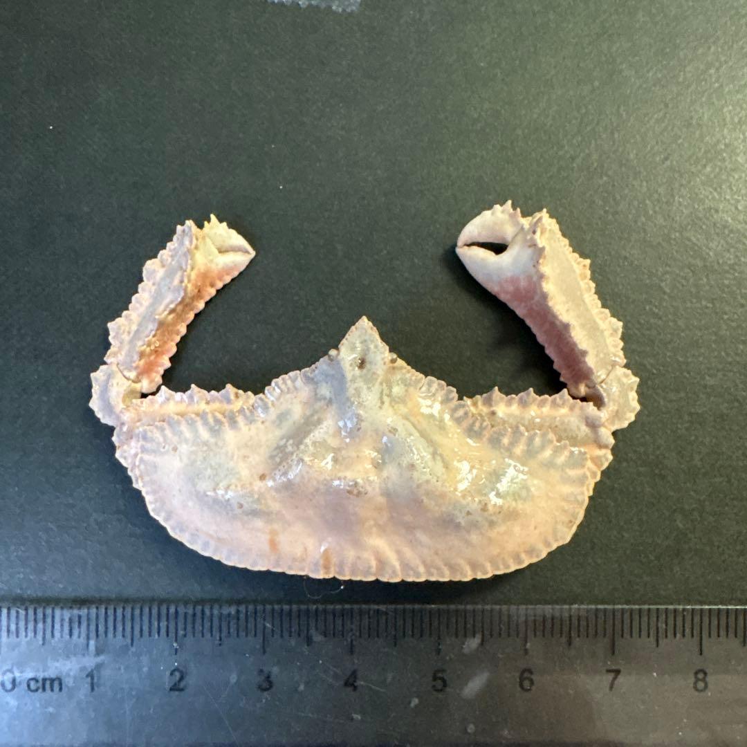 希少生物！？　蟹　カニ　剥製　標本　カワリヒシガニ　ヒシガニ系　甲殻類　自然