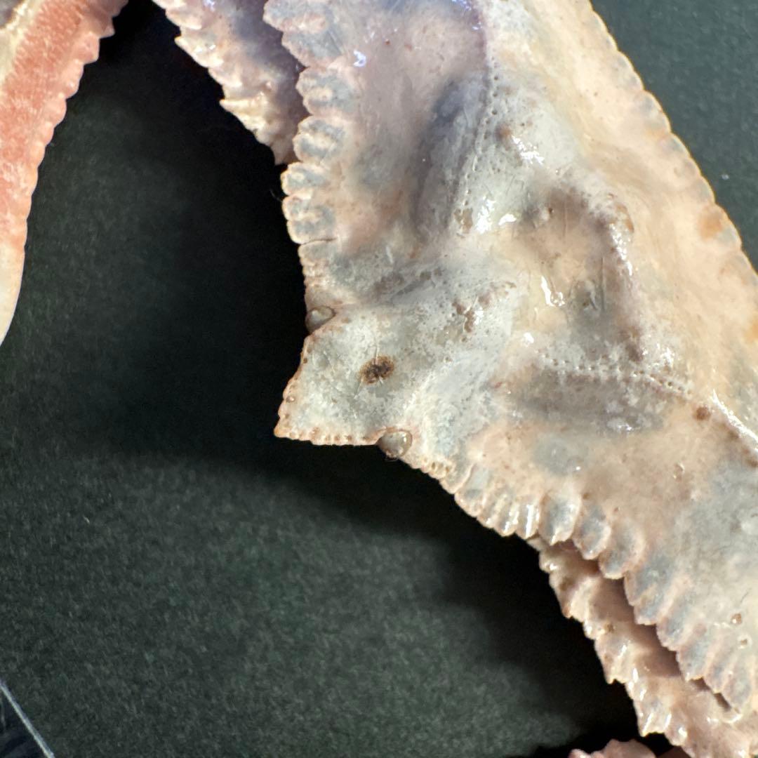 希少生物！？　蟹　カニ　剥製　標本　カワリヒシガニ　ヒシガニ系　甲殻類　自然