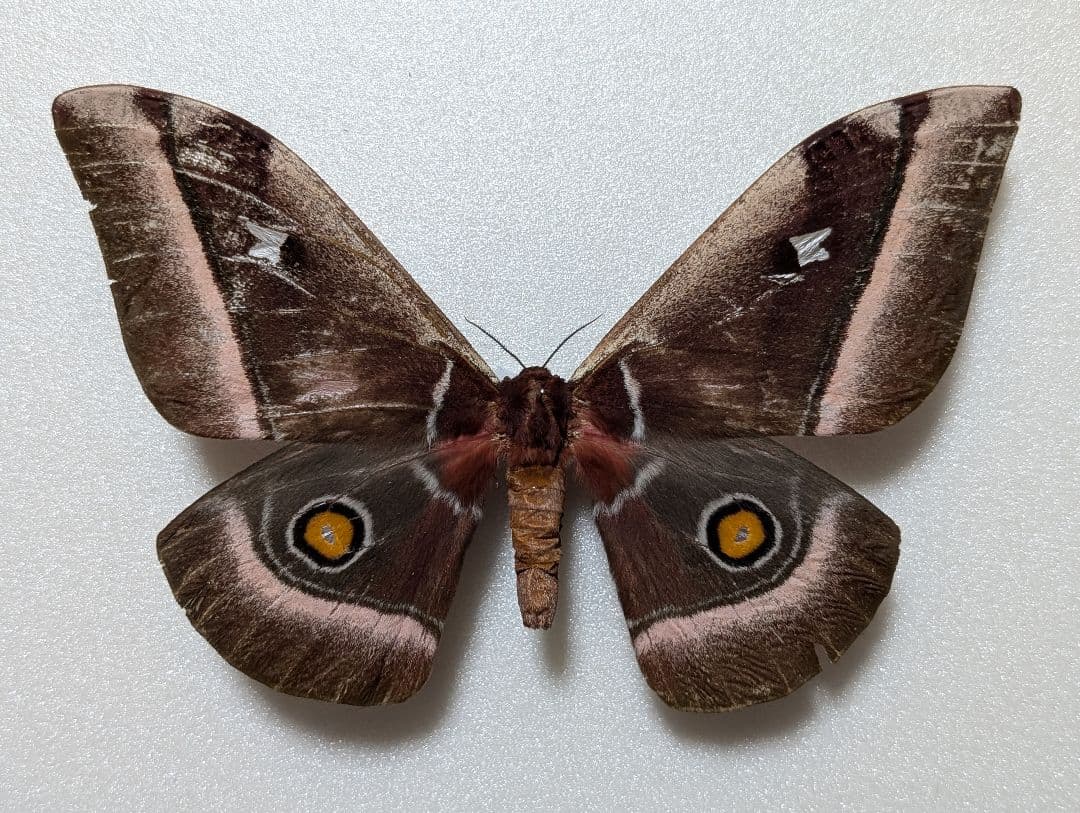 特大！　アフリカアカメヤママユ　蛾　標本