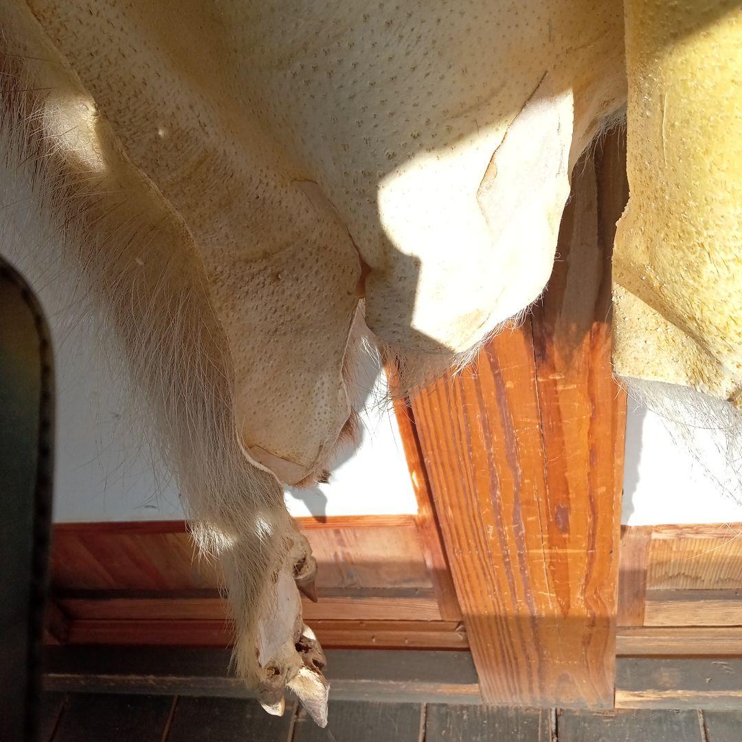 イノシシの毛皮