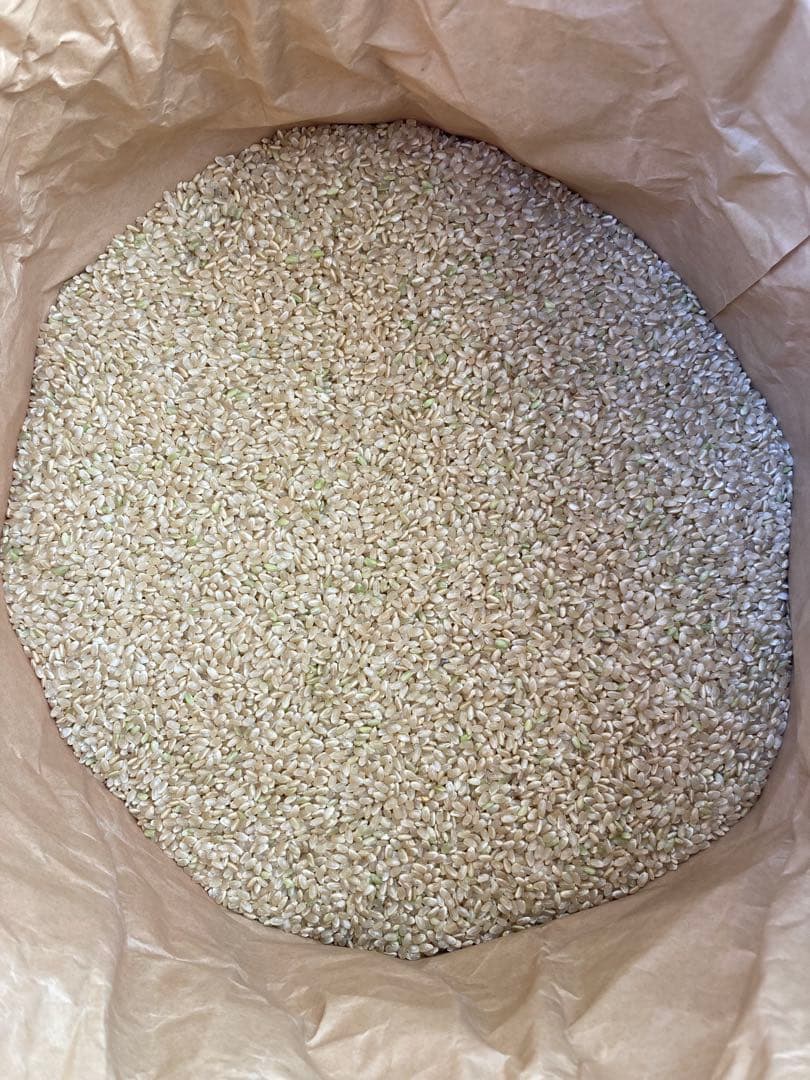 令和7年産 滋賀県産 コシヒカリ 玄米30㎏