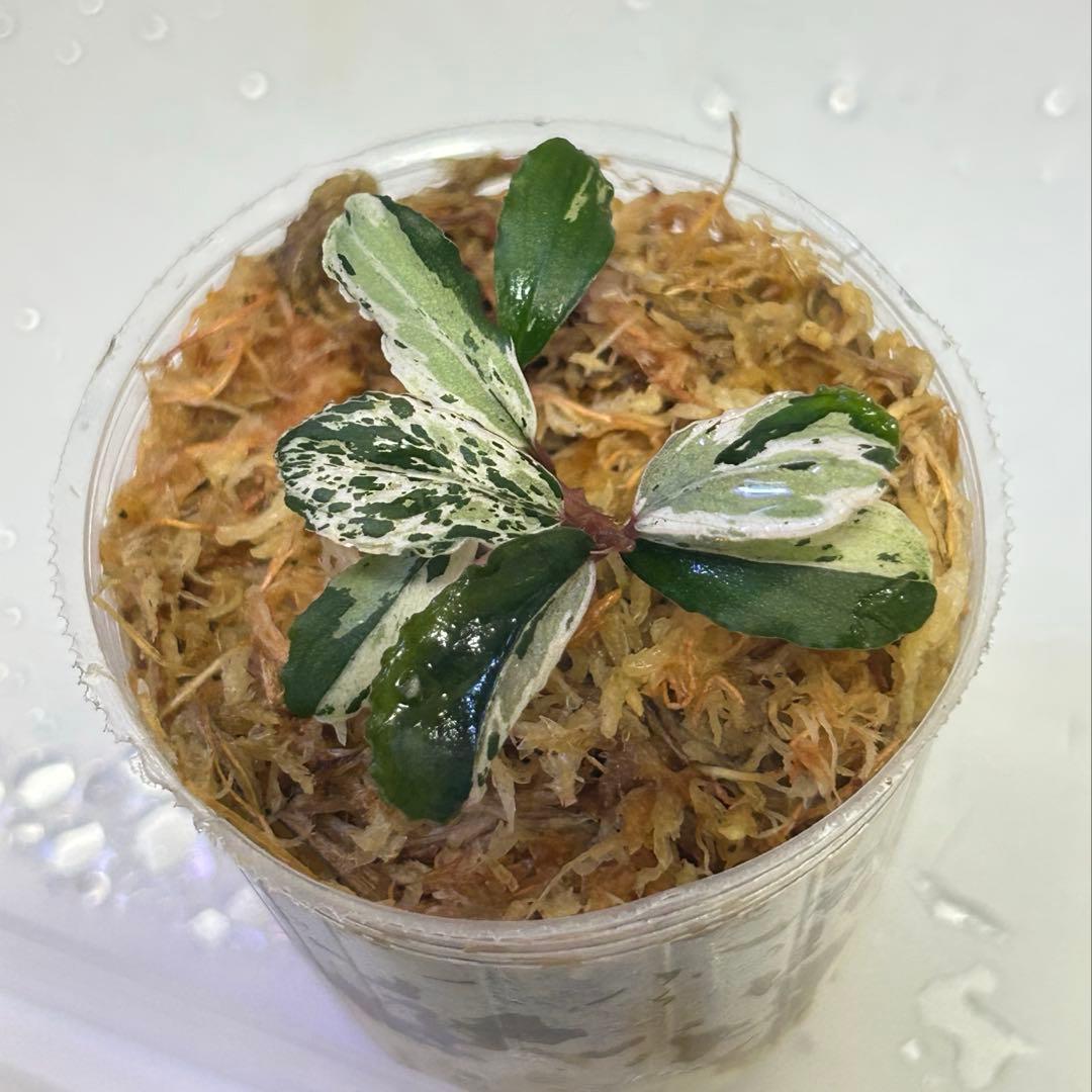 水草 Bucephalandra sp. CAKUMI