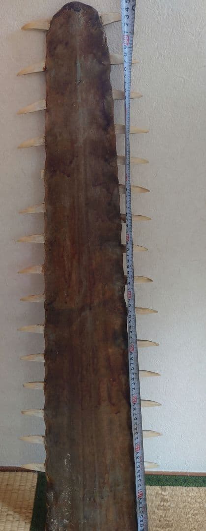 ノコギリザメ標本用 約95cm