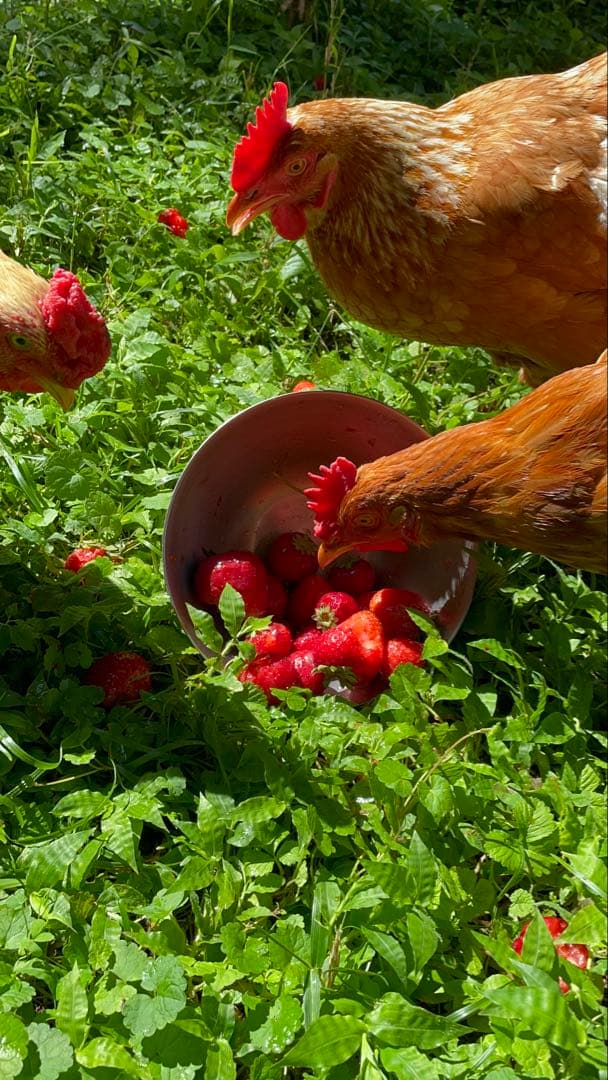【受付用】結び卵　放し飼い有精卵　終生飼育