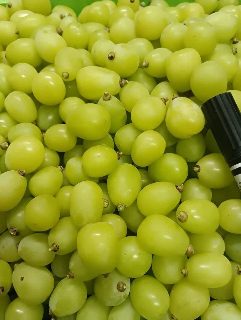 大粒多め入りグリーン色シャインマスカット増量の5.5キロ粒バックになります。