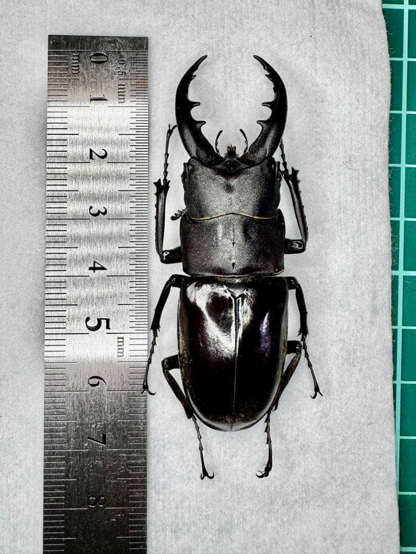 ※コンチュー 野外品標本※