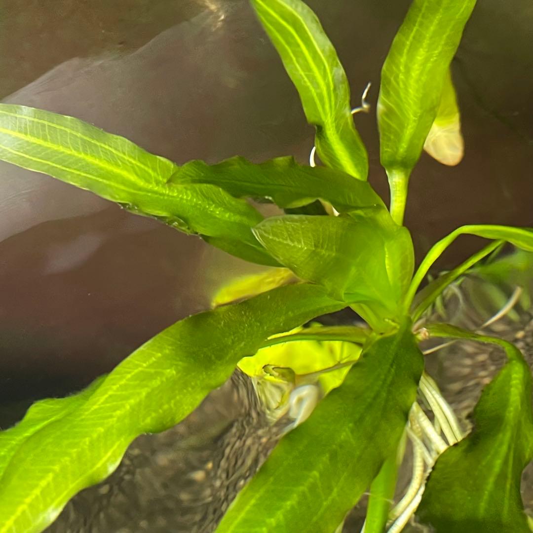 ニコ　E.ホレマニーヴェルデ1株と座標軸1株のセット