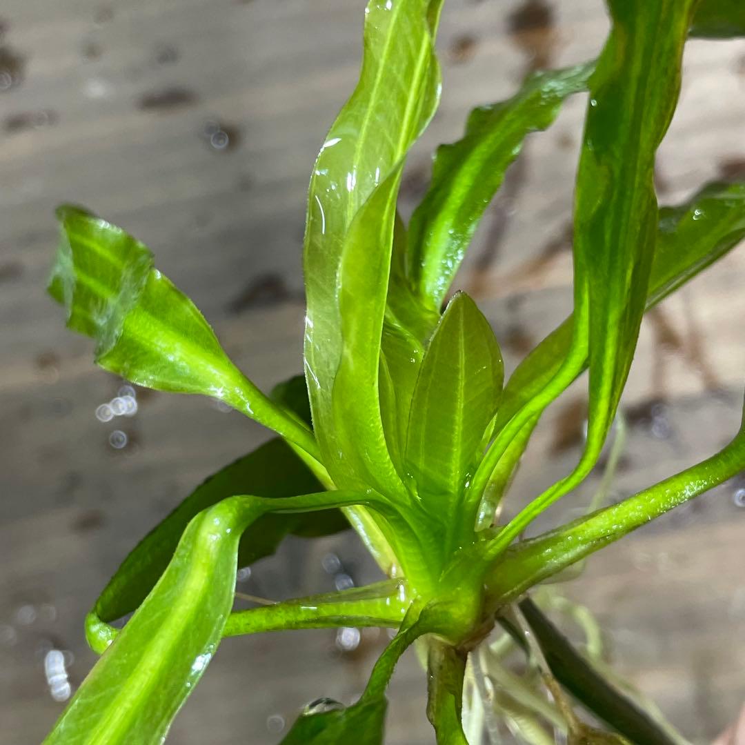 ニコ　E.ホレマニーヴェルデ1株と座標軸1株のセット