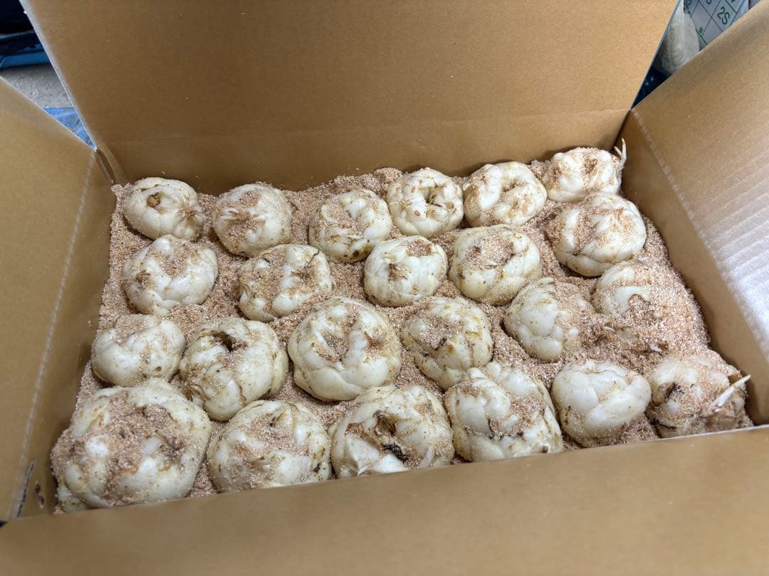 令和7年 北海道十勝産規格外ゆり根10キロ