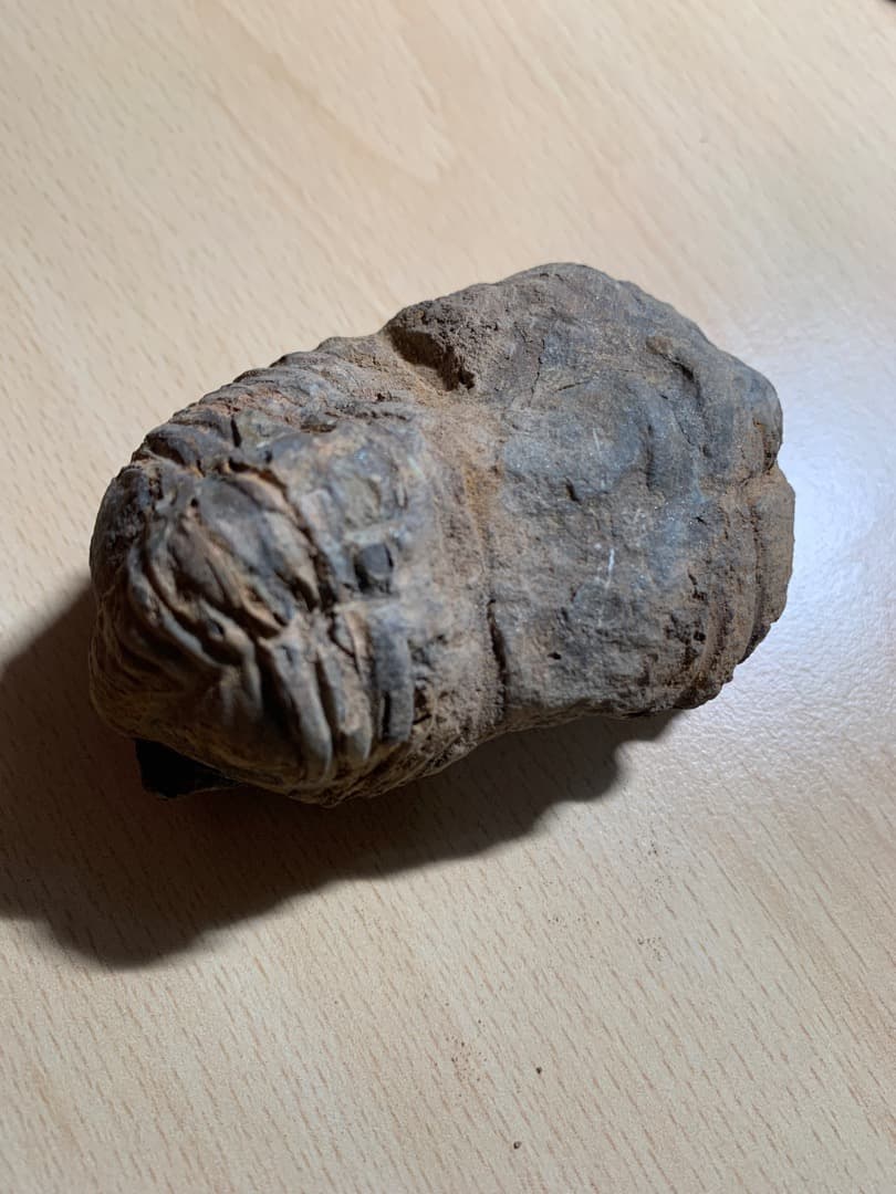 【希少】三葉虫の化石　大型（約8.5cm）