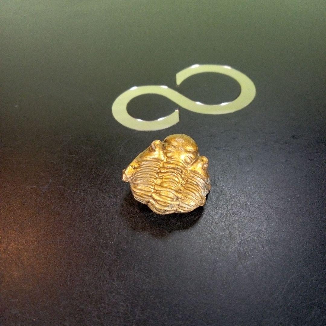 三葉虫　化石　fossil　ボリビア産　trilobite　南アメリカ化石郡①