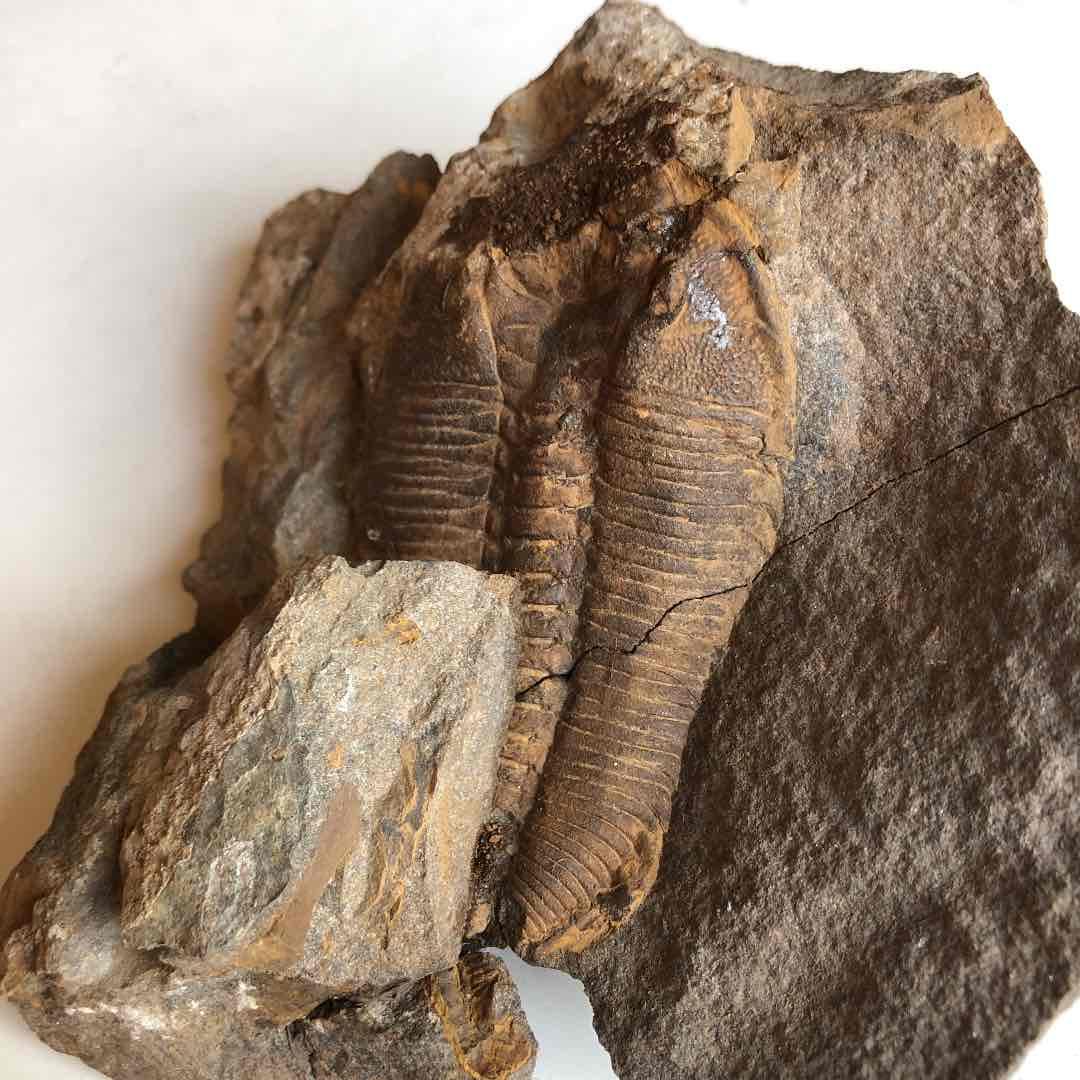 超貴重品　モロッコ砂漠で採取　現在輸出禁止です。